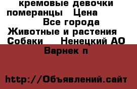 кремовые девочки померанцы › Цена ­ 30 000 - Все города Животные и растения » Собаки   . Ненецкий АО,Варнек п.